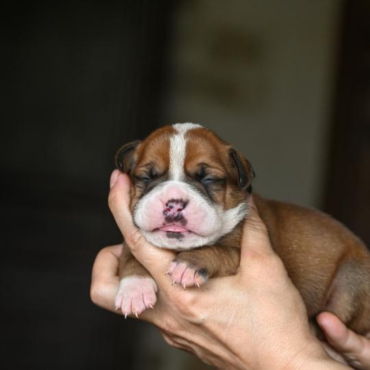 chiot Bulldog continental fauve Beautiful Life Elevage des Symphonies d'arlequin  