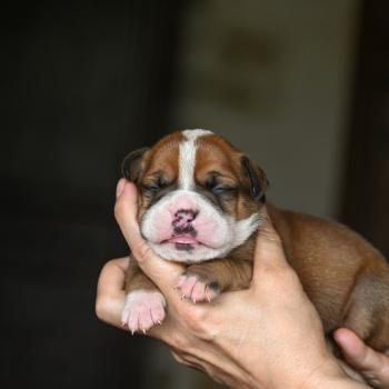 Beautiful Life Des Symphonies d'arlequin Femelle Bulldog continental