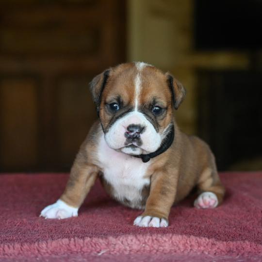 chiot Bulldog continental fauve Beautiful Life Elevage des Symphonies d'arlequin  