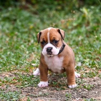 Beautiful Life Des Symphonies d'arlequin Femelle Bulldog continental