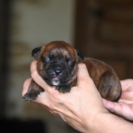 chiot Bulldog continental bringé Beautiful Times Elevage des Symphonies d'arlequin  
