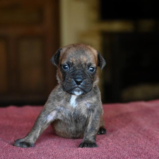 chiot Bulldog continental bringé Beautiful Times Elevage des Symphonies d'arlequin  
