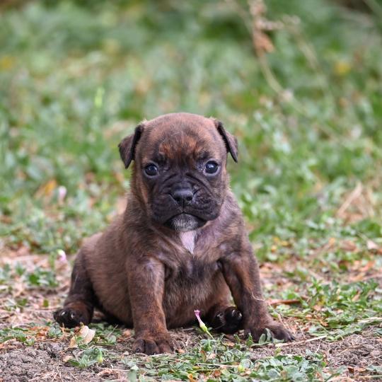 chiot Bulldog continental bringé Beautiful Times Elevage des Symphonies d'arlequin  