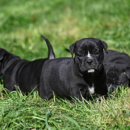 chiot Bulldog continental noir A little love Elevage des Symphonies d'arlequin  