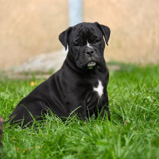 chiot Bulldog continental noir A little love Elevage des Symphonies d'arlequin  