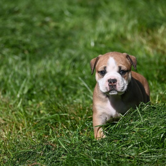 chiot Bulldog continental fauve A little mercy Elevage des Symphonies d'arlequin  