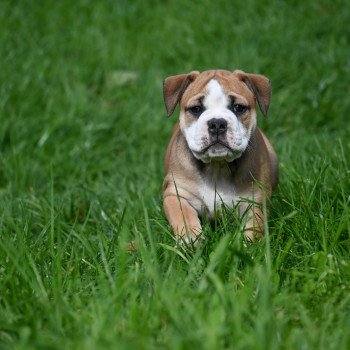 A little mercy Des Symphonies d'arlequin Femelle Bulldog continental