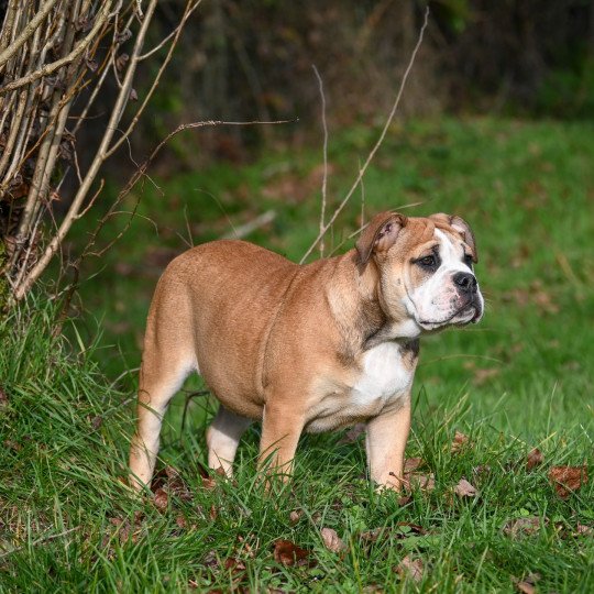 chiot Bulldog continental fauve A little mercy Elevage des Symphonies d'arlequin  