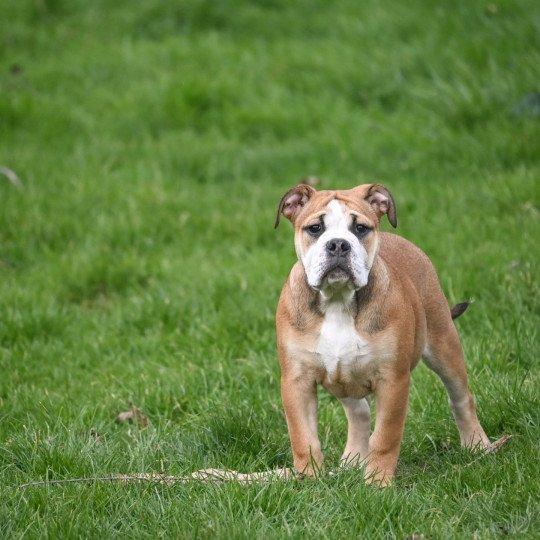 chiot Bulldog continental fauve A little mercy Elevage des Symphonies d'arlequin  