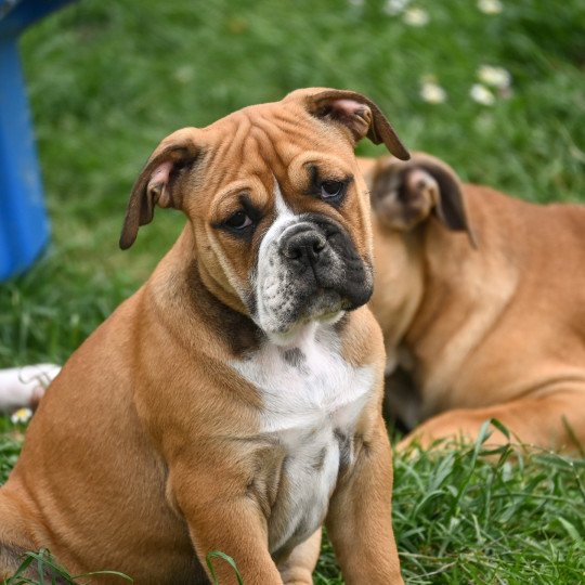 chiot Bulldog continental All night Elevage des Symphonies d'arlequin  