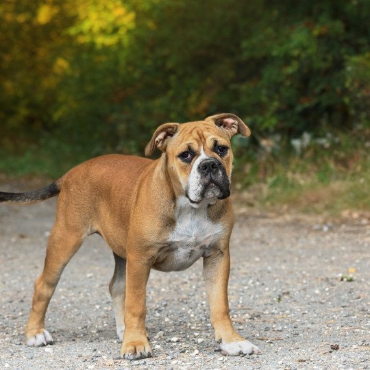 chiot Bulldog continental All night Elevage des Symphonies d'arlequin  