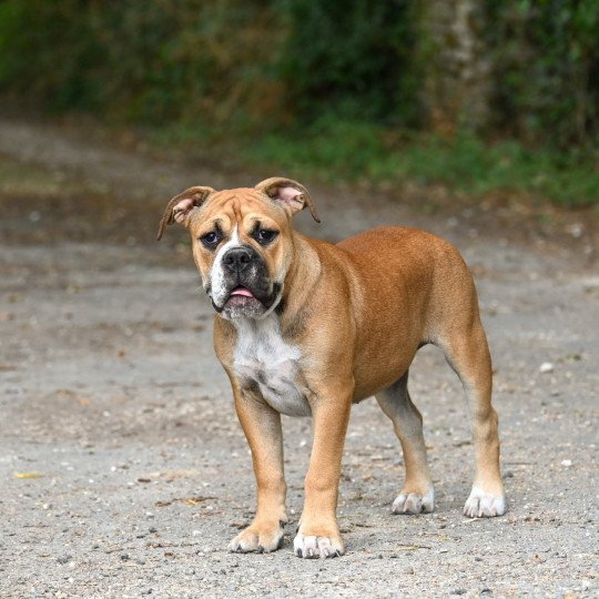 chiot Bulldog continental All night Elevage des Symphonies d'arlequin  