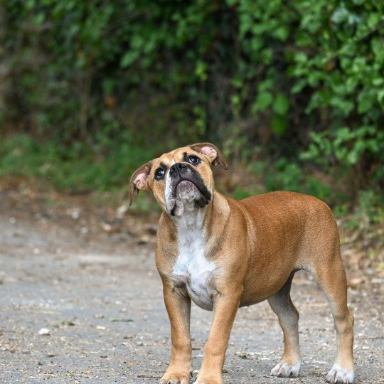 chiot Bulldog continental All night Elevage des Symphonies d'arlequin  