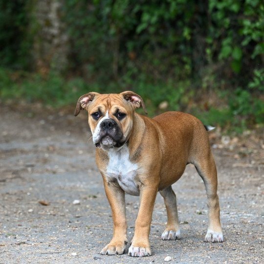 chiot Bulldog continental All night Elevage des Symphonies d'arlequin  