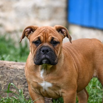 All of this Des Symphonies d'arlequin Femelle Bulldog continental