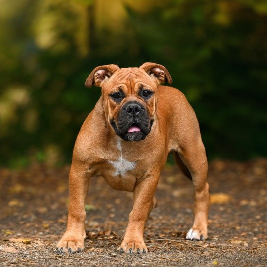chiot Bulldog continental fauve All of this Elevage des Symphonies d'arlequin  