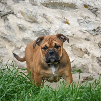 All of us Des Symphonies d'arlequin Femelle Bulldog continental