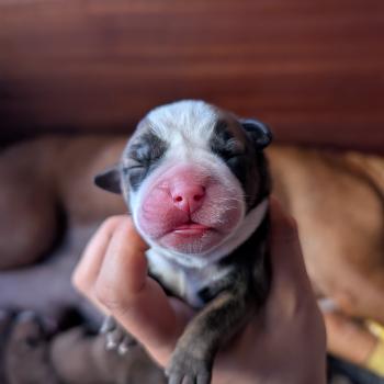 Beautiful one Des Symphonies d'arlequin Femelle Bulldog continental