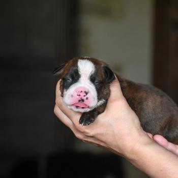 Beautiful one Des Symphonies d'arlequin Femelle Bulldog continental