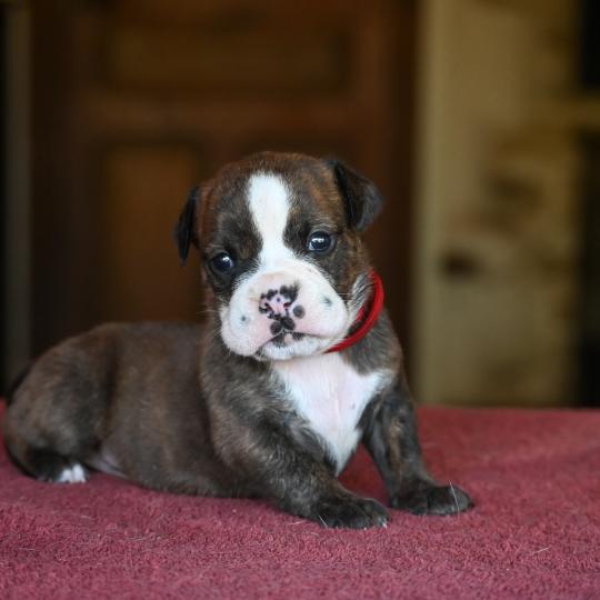 chiot Bulldog continental bringé Beautiful one Elevage des Symphonies d'arlequin  