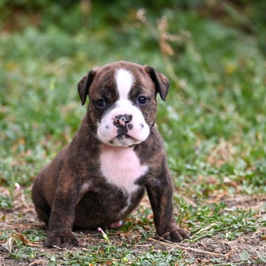 chiot Bulldog continental bringé Beautiful one Elevage des Symphonies d'arlequin  