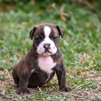 Beautiful one Des Symphonies d'arlequin Femelle Bulldog continental