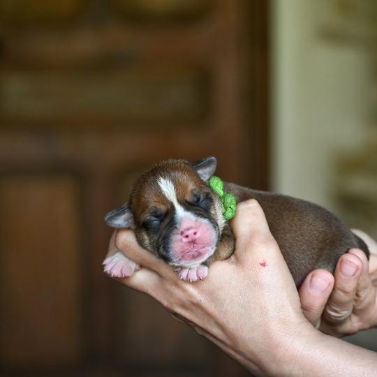 Before i cry Des Symphonies d'arlequin Mâle Bulldog continental