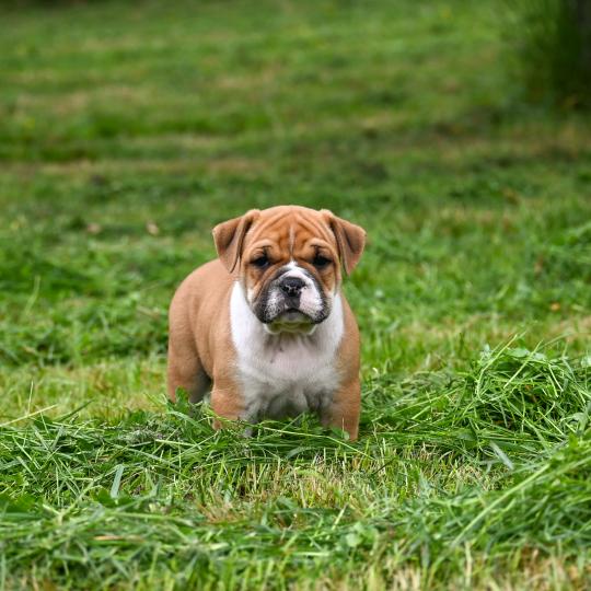 chiot Bulldog continental fauve Before i cry Elevage des Symphonies d'arlequin  