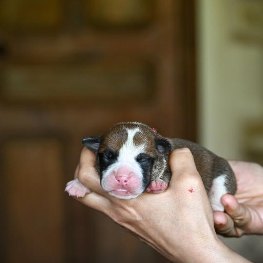 Before i go Des Symphonies d'arlequin Mâle Bulldog continental