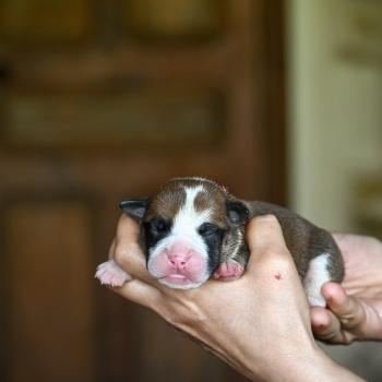 Before i go Des Symphonies d'arlequin Mâle Bulldog continental