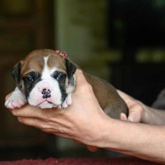 chiot Bulldog continental fauve Before i go Elevage des Symphonies d'arlequin  