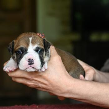 Before i go Des Symphonies d'arlequin Mâle Bulldog continental