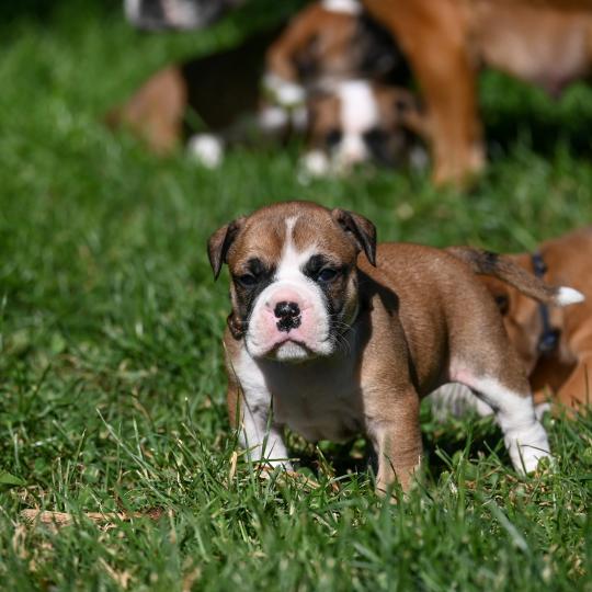 chiot Bulldog continental fauve Before i go Elevage des Symphonies d'arlequin  