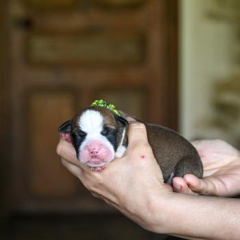 Before i live Des Symphonies d'arlequin Mâle Bulldog continental