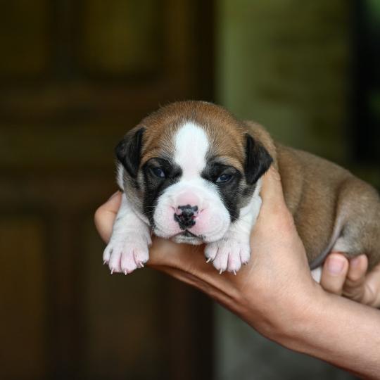chiot Bulldog continental fauve Before i live Elevage des Symphonies d'arlequin  