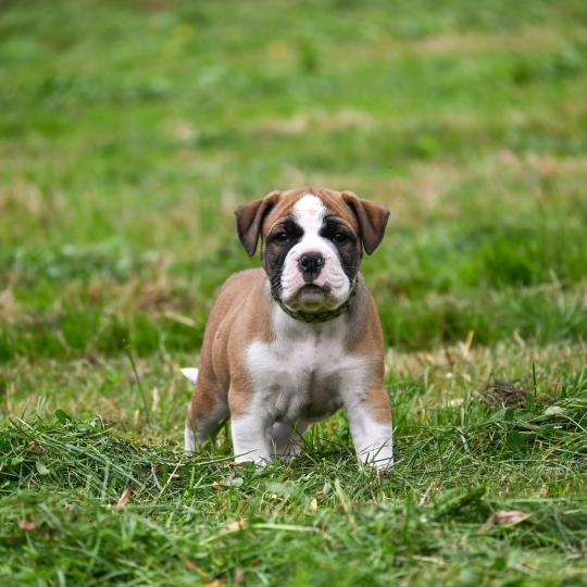 chiot Bulldog continental fauve Before i live Elevage des Symphonies d'arlequin  