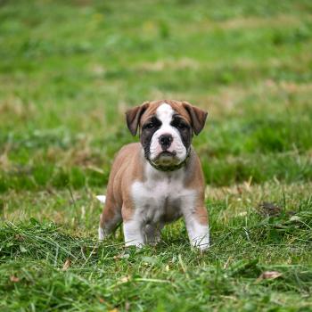 Before i live Des Symphonies d'arlequin Mâle Bulldog continental