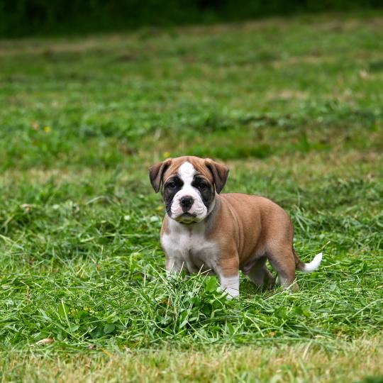 chiot Bulldog continental fauve Before i live Elevage des Symphonies d'arlequin  