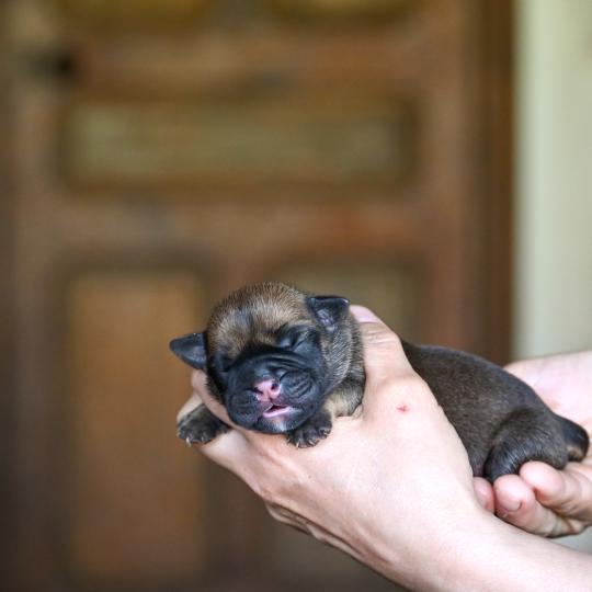 Before sunrise Des Symphonies d'arlequin Femelle Bulldog continental