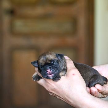 Before sunrise Des Symphonies d'arlequin Femelle Bulldog continental