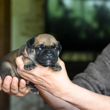 Before sunrise Des Symphonies d'arlequin Femelle Bulldog continental