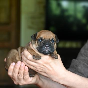 Before sunset Des Symphonies d'arlequin Mâle Bulldog continental
