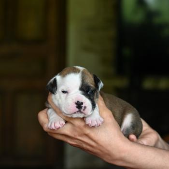 Before the fall Des Symphonies d'arlequin Mâle Bulldog continental