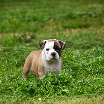 Before the fall Des Symphonies d'arlequin Mâle Bulldog continental