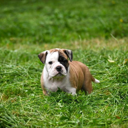 chiot Bulldog continental fauve Before the fall Elevage des Symphonies d'arlequin  