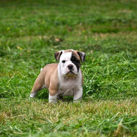 chiot Bulldog continental fauve Before the fall Elevage des Symphonies d'arlequin  