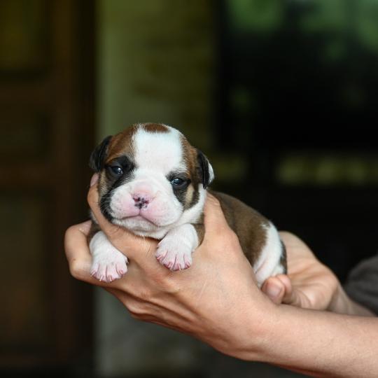 chiot Bulldog continental fauve Before the line Elevage des Symphonies d'arlequin  