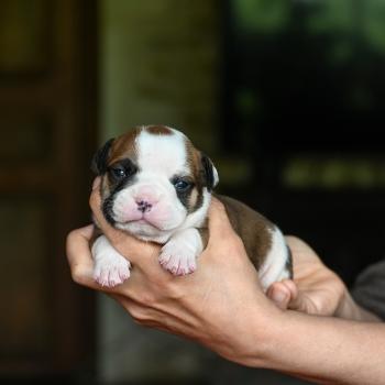 Before the line Des Symphonies d'arlequin Mâle Bulldog continental