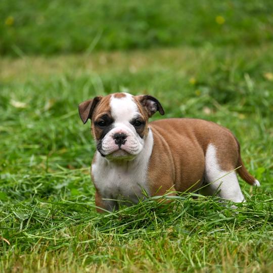 chiot Bulldog continental fauve Before the line Elevage des Symphonies d'arlequin  