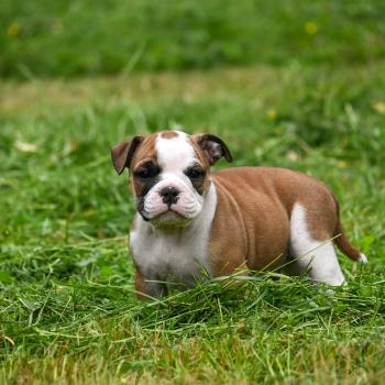 Before the line Des Symphonies d'arlequin Mâle Bulldog continental
